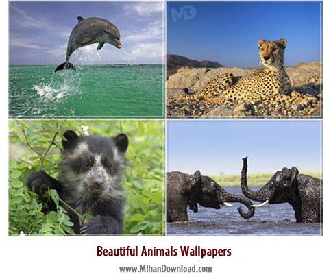 عکس های جذاب و دیدنی از حیوانات Beautiful Animals Wallpapers