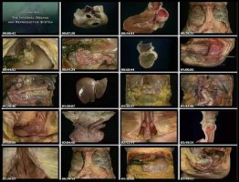 دانلود رایگان فیلم مستند آموزش آناتومی بدن انسان به صورت ۳بعدی