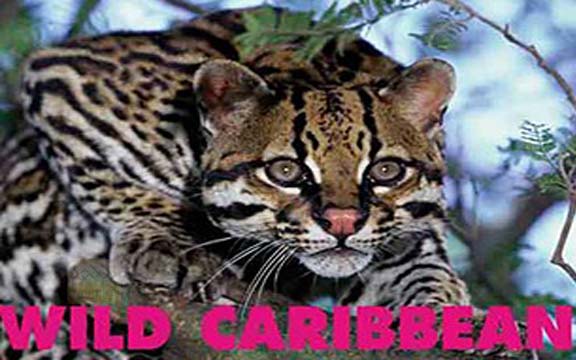 دانلود فیلم مستند Wild Caribbean BBC سری کامل