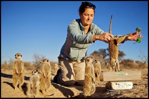 Meerkats Secrets of an Animal Superstar 2013
