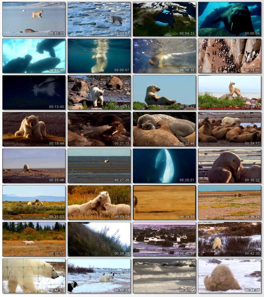 دانلود فیلم مستند Polar Bears A Summer Odyssey