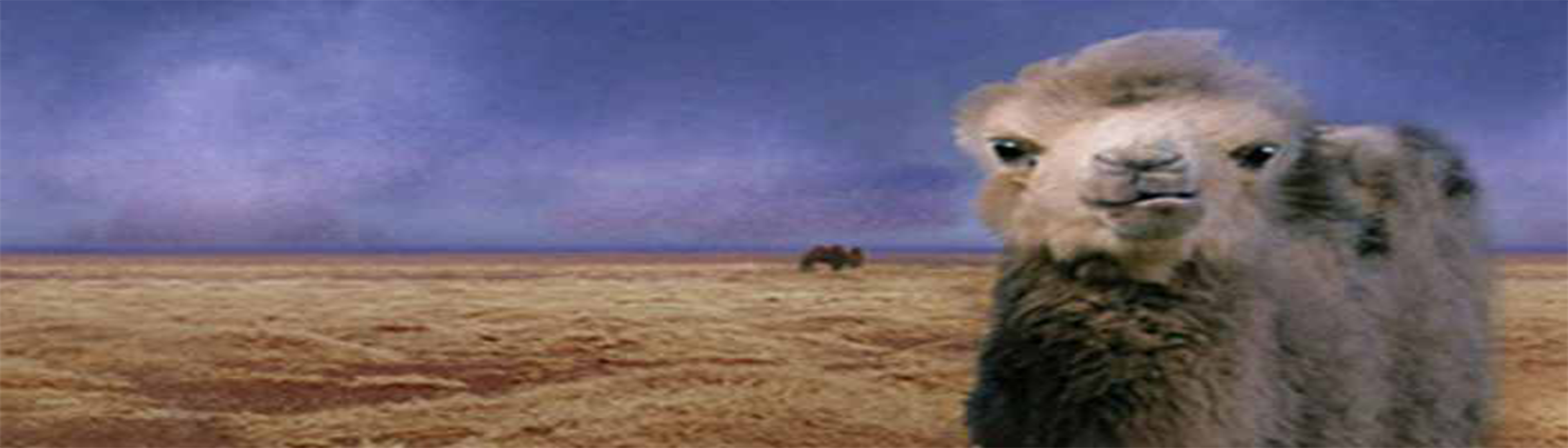 دانلود فیلم مستند The Story of the Weeping Camel 2003