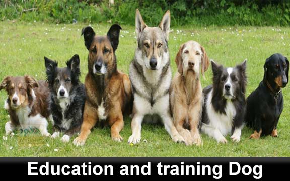 دانلود فیلم آموزشی Education and training Dog