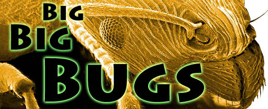 دانلود فیلم مستند Big Bugs 2012
