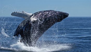 دانلود فیلم مستند Humpback Whales با کیفیت BlueRey 1080P