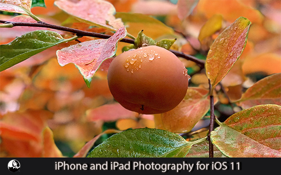 دانلود فیلم آموزشی iPhone and iPad Photography for iOS 11