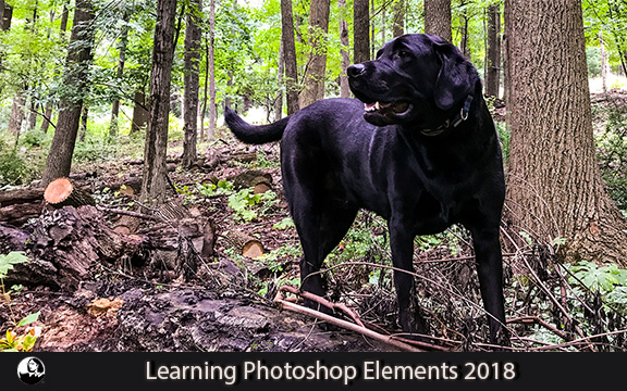 دانلود فیلم آموزشی Learning Photoshop Elements 2018