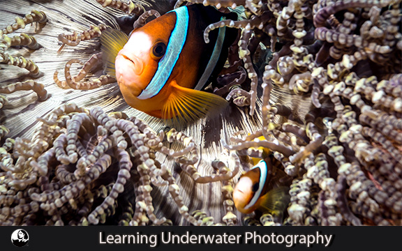 دانلود فیلم آموزشی Learning Underwater Photography