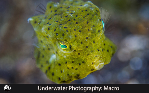 دانلود فیلم آموزشی Underwater Photography: Macro