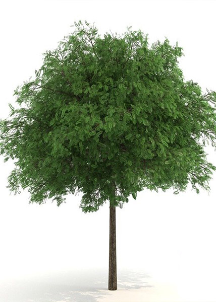 دانلود مدل سه بعدی درخت اقاقیای سیاه