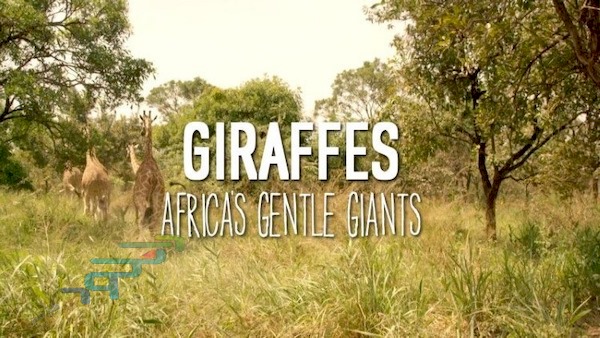 دانلود مستند Giraffes: Africa’s Gentle Giants