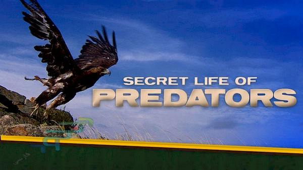 دانلود مستند Secret Life of Predators