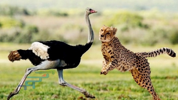 دانلود مستند Three Cheetahs Vs Ostrich
