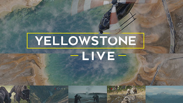 دانلود مستند سریالی پارک ملی یلواستون Yellowstone LIVE