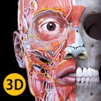 Anatomy.3D