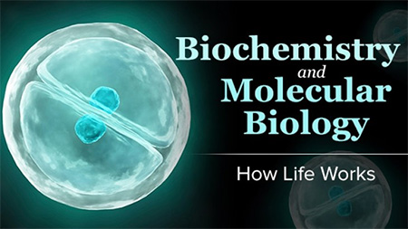 دانلود فیلم آموزشی بیوشیمی و زیست شناسی مولکولی: زندگی چگونه کار می کند