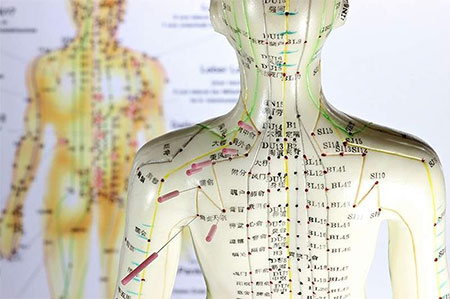 دانلود نرم افزار Anatomy for Acupuncture v70.7 – Mac