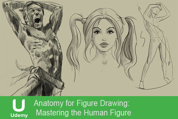 دانلود فیلم آموزشی آناتومی برای طراحی شکل: تسلط بر شکل انسانی