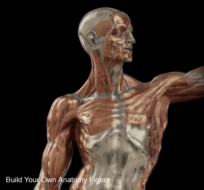 دانلود فیلم آموزشی NMA – Build Your Own Anatomy Figure