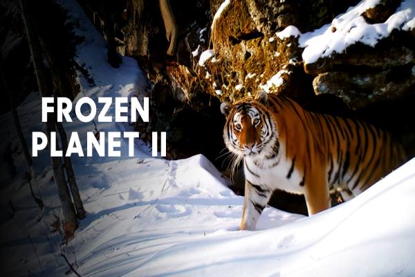 دانلود مستند Frozen Planet 2 سیاره یخ زده 2