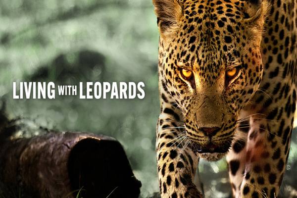 دانلود مستند Living with Leopards زندگی با پلنگ‌ها