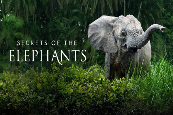 دانلود مستند Secrets of the Elephants اسرار فیل ها