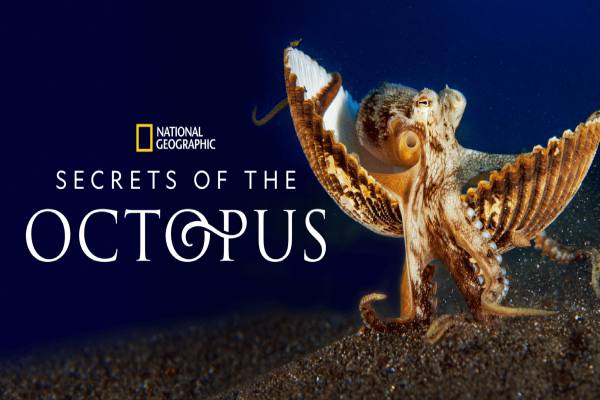 دانلود مستند Secrets of the Octopus اسرار اختاپوس