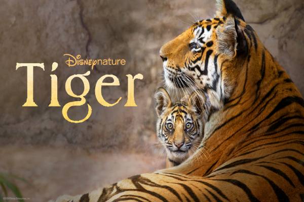 دانلود مستند Tiger ببر 2024