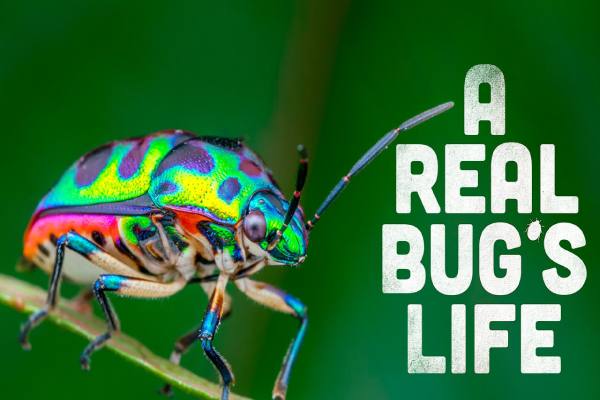 دانلود مستند A Real Bug’s Life زندگی واقعی یک حشره